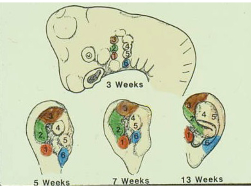 info_on_the_ear_0050_1embryology